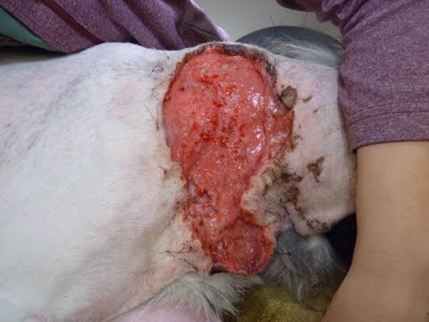 treating dog bite wounds