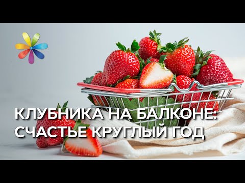 Клубничная грядка на балконе! – Все буде добре. Выпуск 793 от 18.04.16