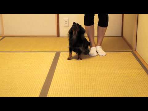 blind-dog-training---go-into-the-heel-position