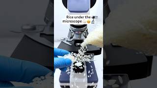 चावल under the microscope 🔬😱 microscope video #sorts #facts #youtube #viral #video