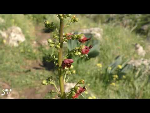 Бейне: Норичник көлеңкесі