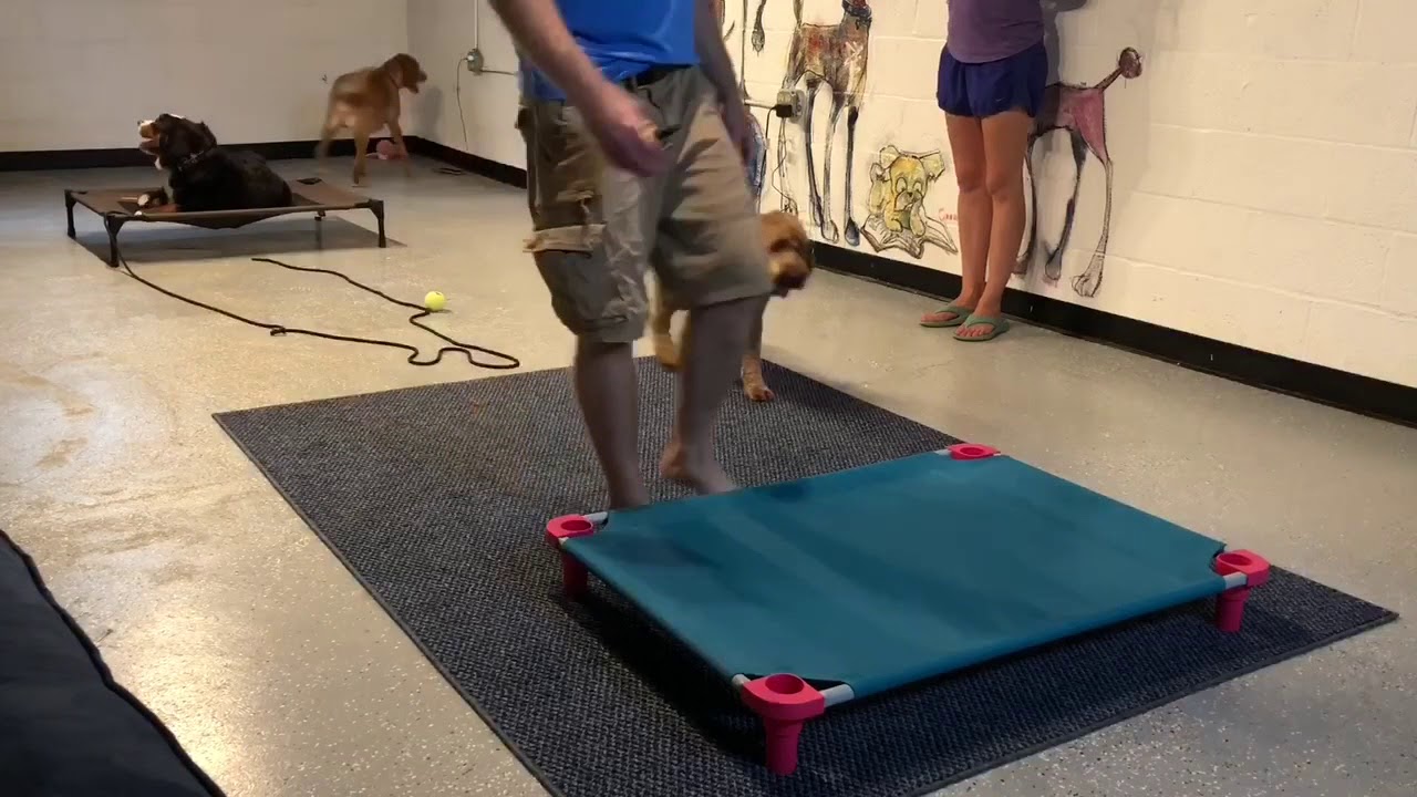 Allie working around distractions - YouTube