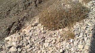 In Tecopa, CA area. Up to the mines to grab a cache GC2MK4E