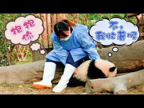 《熊貓早晚安》竟有熊拒絕抱抱！ | iPanda熊貓頻道