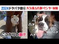 2024狂犬病予防注射会場のドタバタ劇6 大久保ふれあいセンター前編