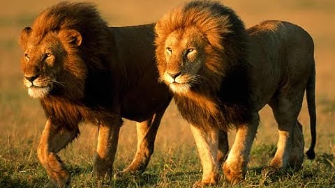 The Day of the Lion - Mark Brahmin & Xurious