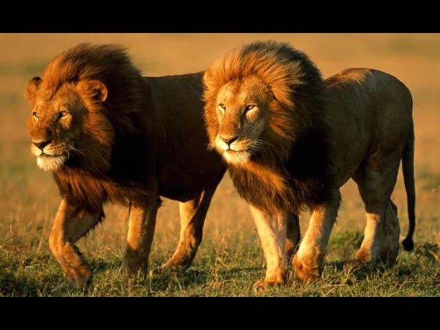 The Day of the Lion - Mark Brahmin & Xurious