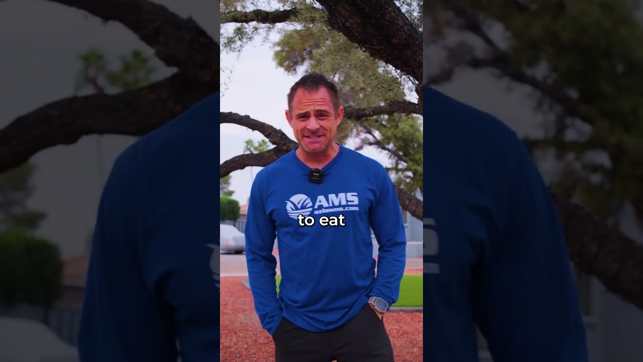 Olive Trees are the WORST! 