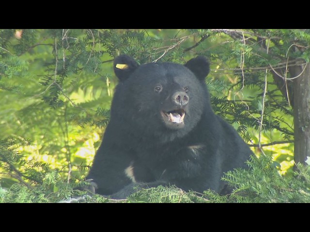 A hiker is attacked by a bear on a forest path. The bear picks up