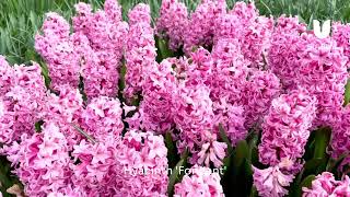 BULBi | Hyacinth Fondant | Fragrant Soft Pink Hyacinth | Spring Flower Bulbs screenshot 2