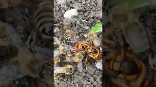 Murder Hornets vs Western Honeybees