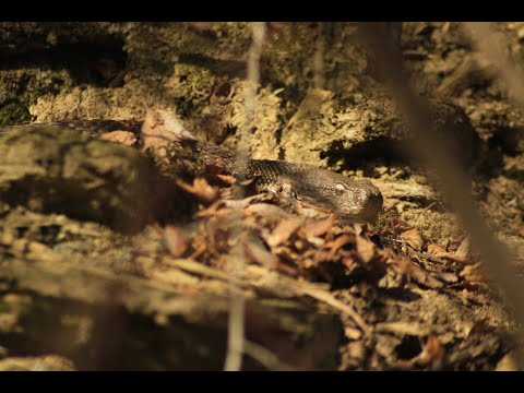 venomous Snake - Macrovipera Lebetina - გიურზა