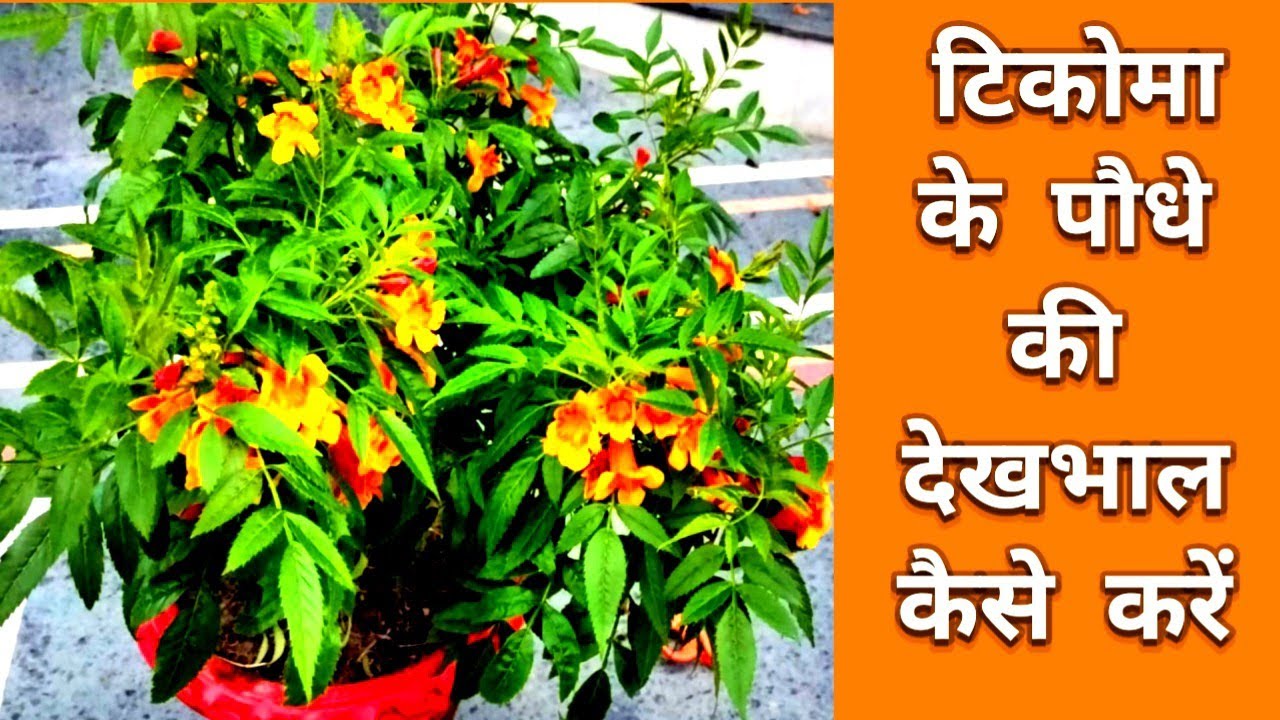 Советы по уходу за растением Текома ll Как ухаживать за растением Текома ll