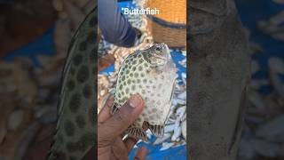 "Butterfish fishing 🎣😱 #fishingboat #fishinglife #fish