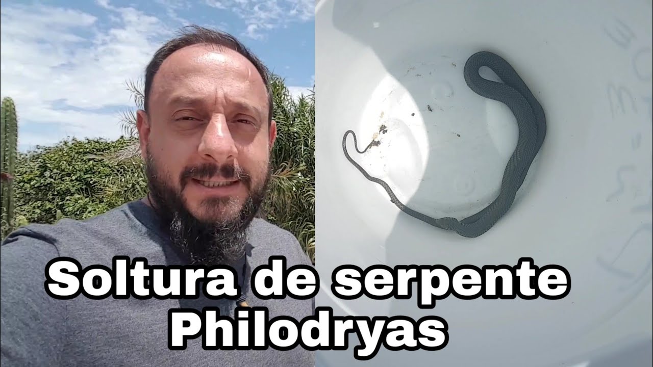 Serpente volta a natureza, com o Biólogo Henrique