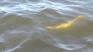 Lucky Lures - ESOX V2 - Musky Pike swimbait First footage