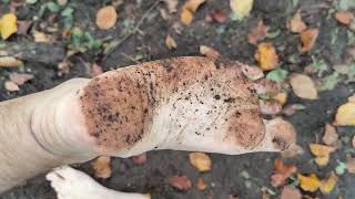 Kates And Robs Dirty Feet In Forest