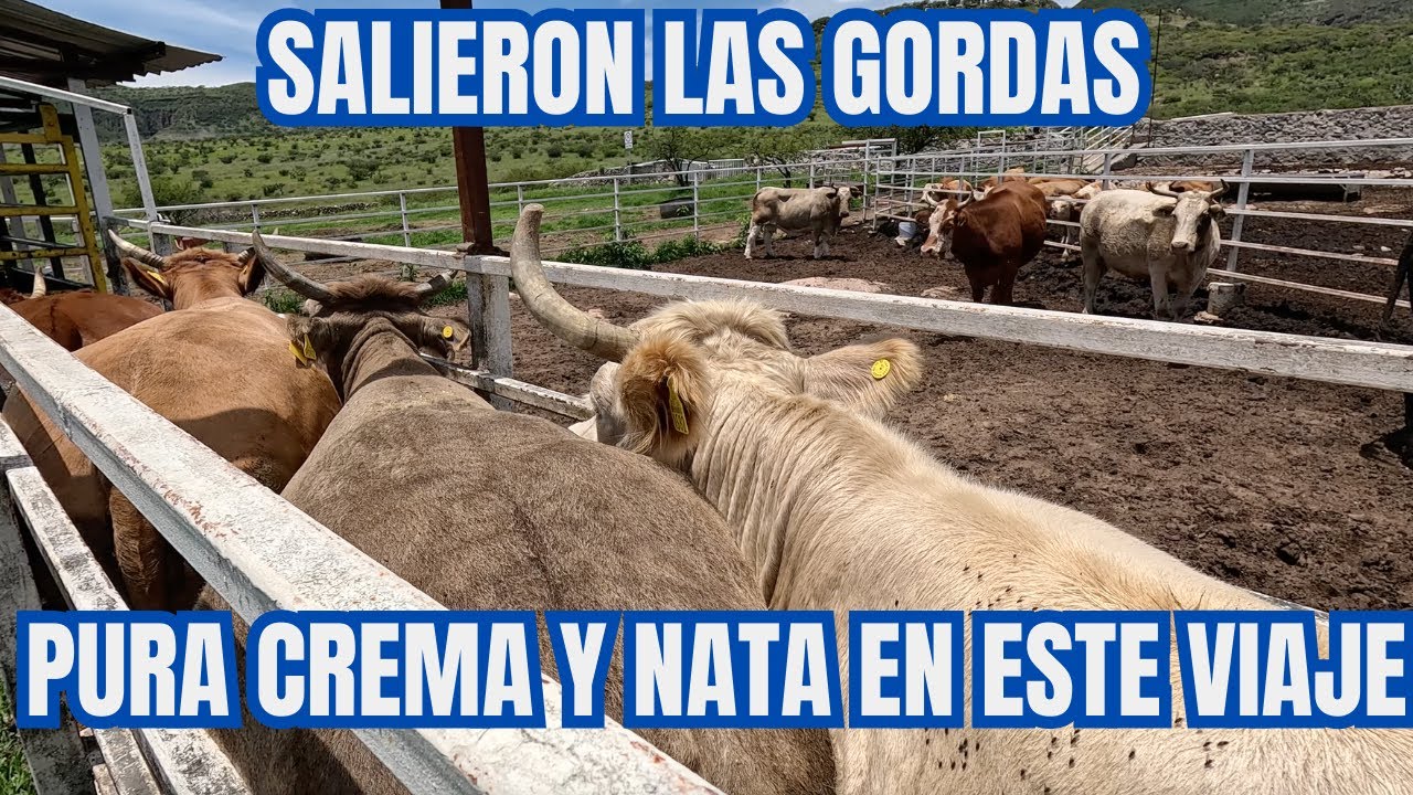 SALIERON las GORDAS | Pura CREMA y NATA de VACAS | RancheandoAndo