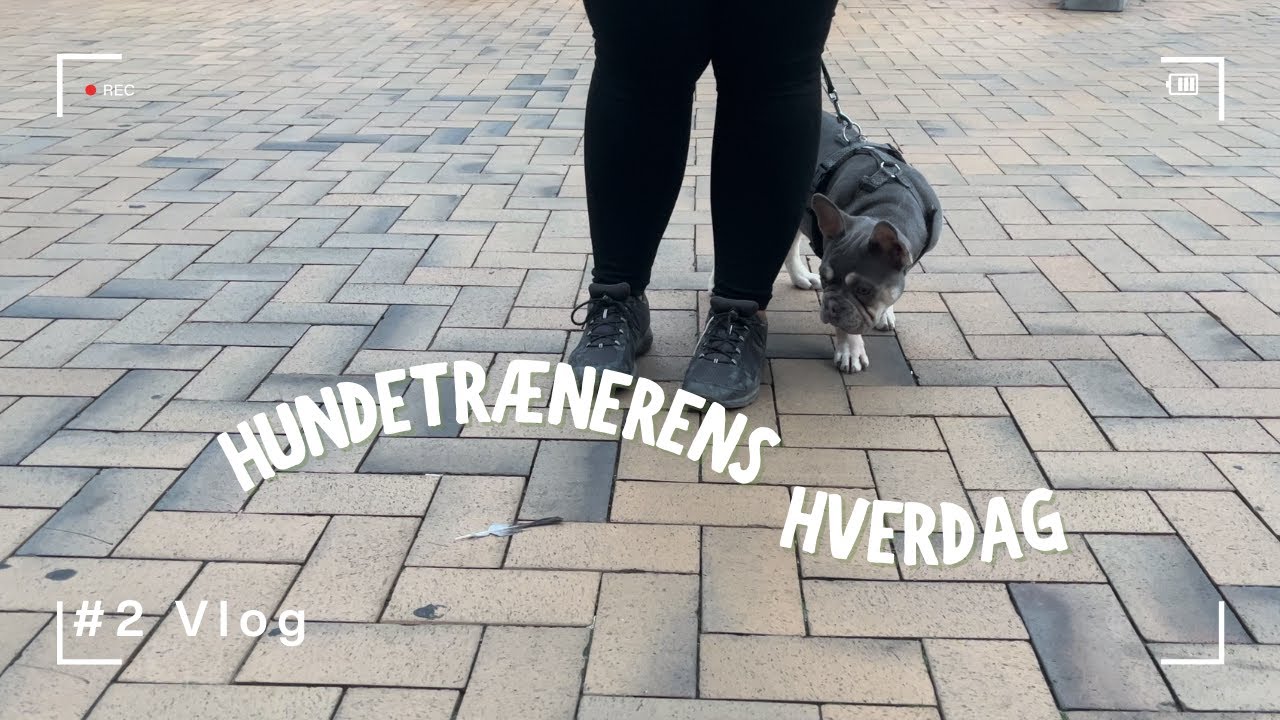 Træning med den usikre hund, gå pænt i snor og tandbørstning - Hundetrænerens hverdag #2