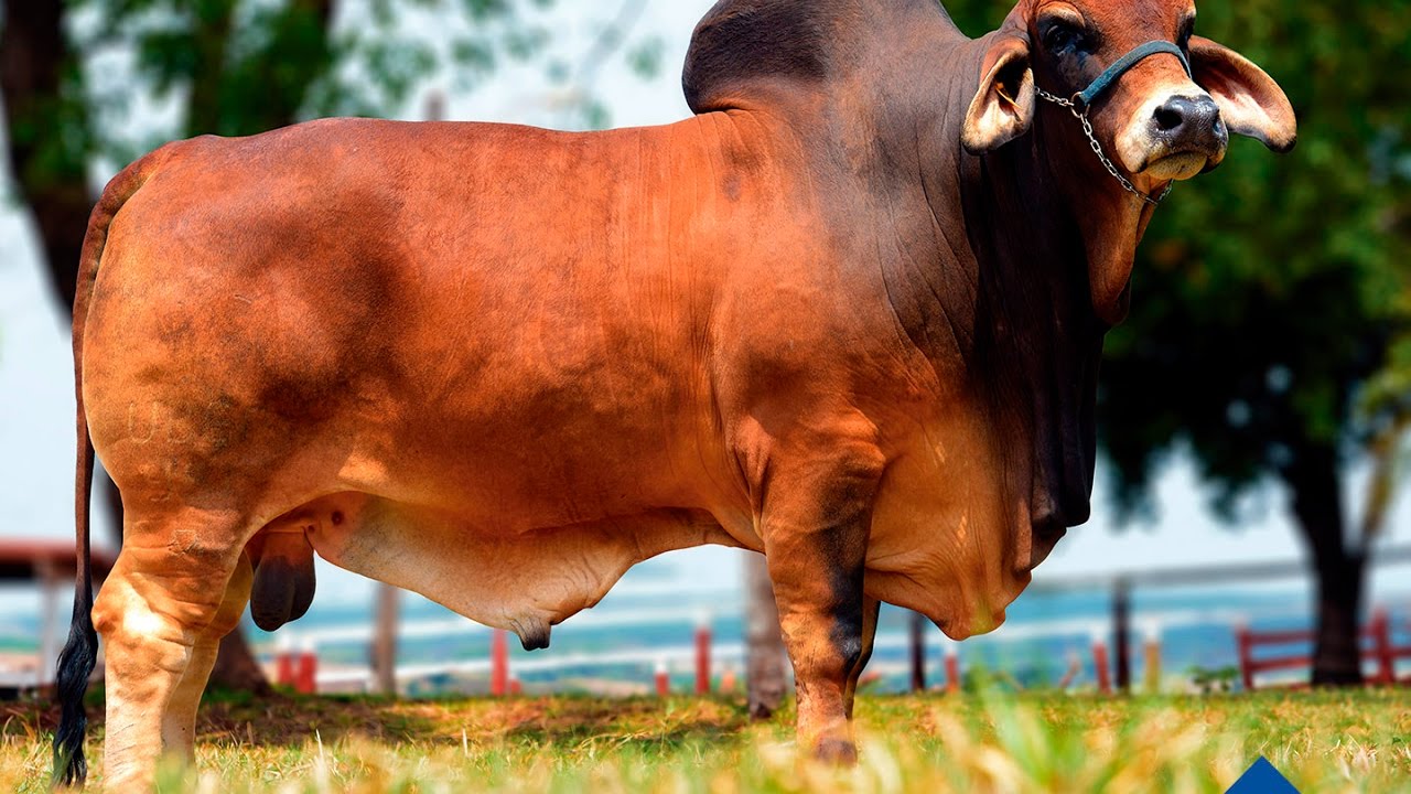 Mr Uber Tufao 951 Touro Brahman Vermelho Alta Genetics Youtube