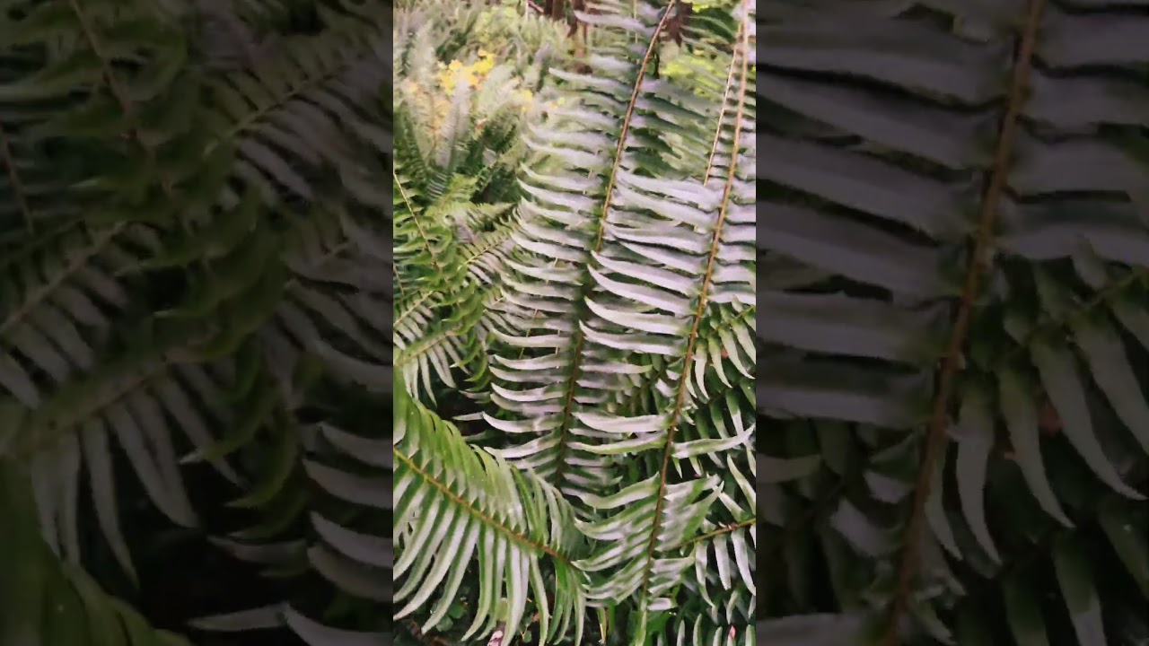 Skyrim is for the Nords