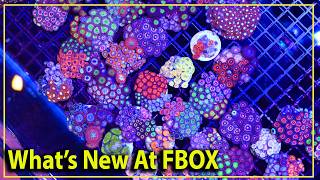 Help us & we will give you free stuff! A fragbox giveaway
