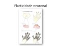 Neuroplasticidade#