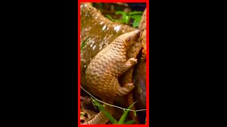 The strangest animal you've never heard of, the Indian pangolin, an anteater#2