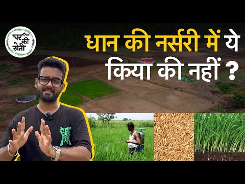 बासमती धान की नंबर वन किस्म PB01 🌾🔥🚜स्वाद और सुगंध वाली ज़्यादा उपज वाली धान Basmati Paddy Farming