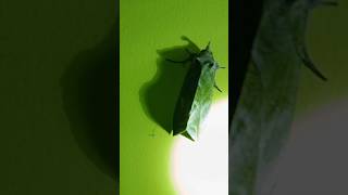 # 🌎 earth discoveries[ # Giant green colour moth # lightning effects short video]