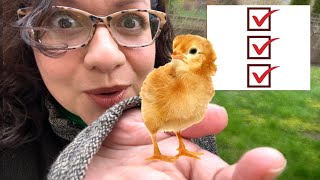DON'T Bring Home BABY CHICKS without These Things