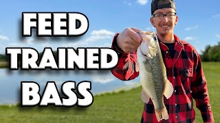 Stocking My Pond With Feed Trained Bass! How to Grow Big Bass in Your Pond