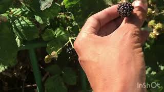 #food #nature #travel #viralvideo  #beautiful #uk #pakistan #2025 #kpk #black #berry #lovely