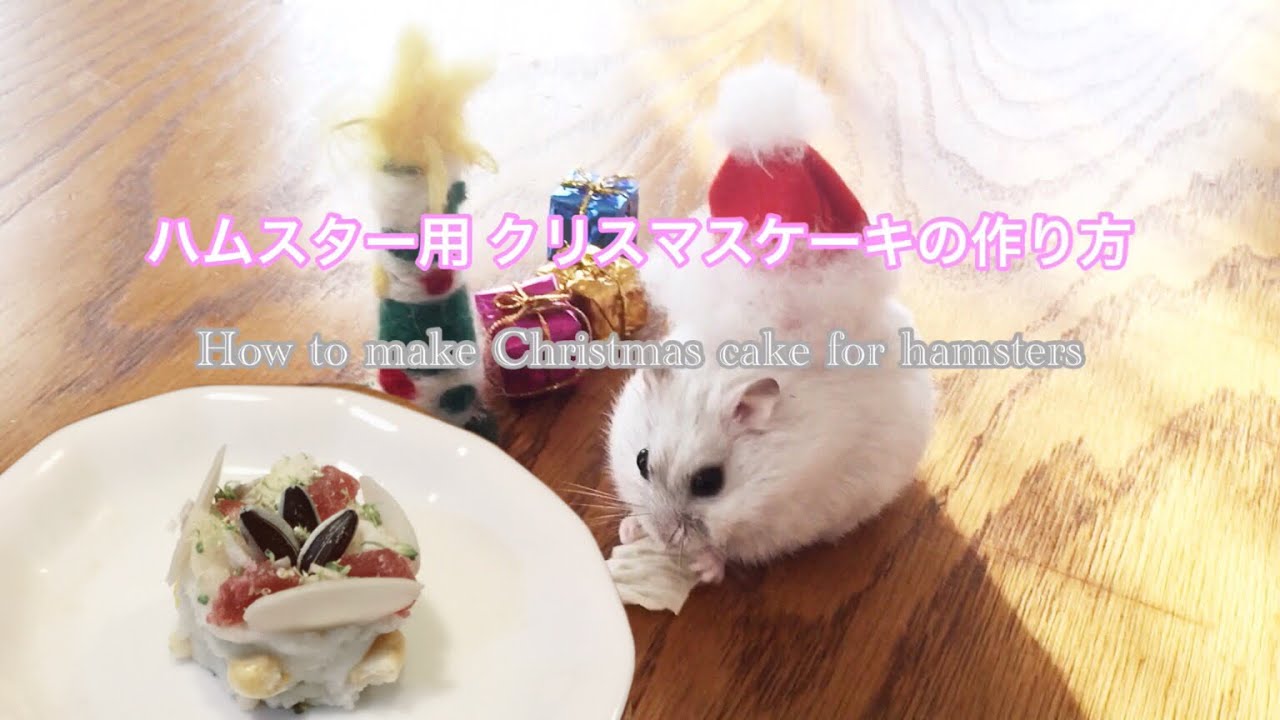 ハムスター用 ケーキ 作り方 How To Make Cake For Hamster Youtube