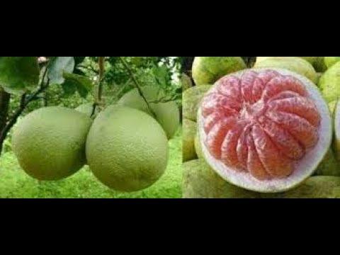 LUAR BIASA!! Inilah 25 Manfaat Buah Jeruk Bali dan Khasiatnya untuk