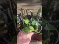 Rooting Fruit - Fig Cuttings - Three new trees !