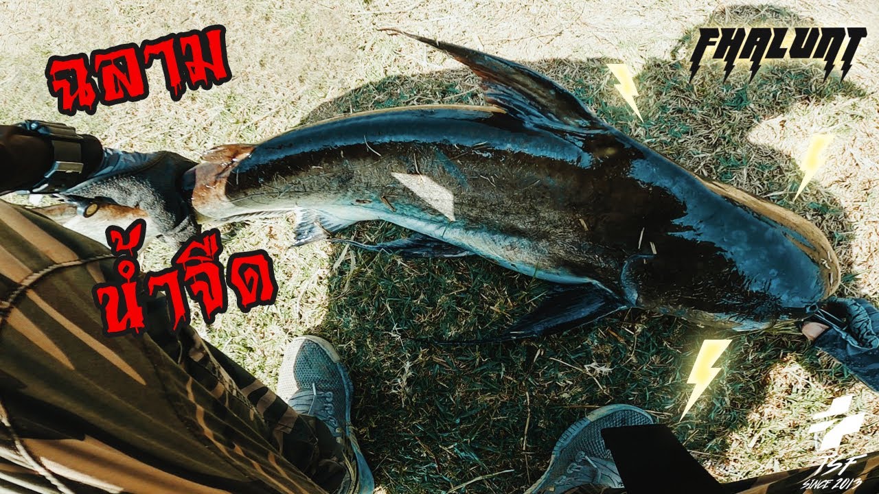 ฟ้าลั่น.....มือปราบปลาเขี้ยว / Chao phraya Giant Catfish [ENG SUB ...