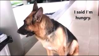 German Shepherd dog is hungry and he wants to eat