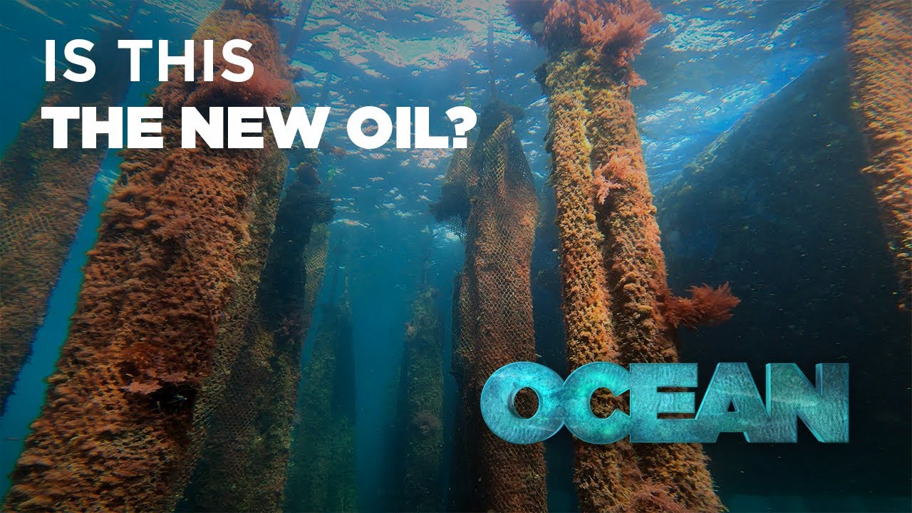 Reducing plastic in fishing and aquaculture: what alternatives to protect our oceans?