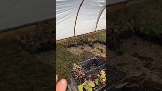 Early Plant Care!