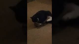 LINDAS MAD CAT!