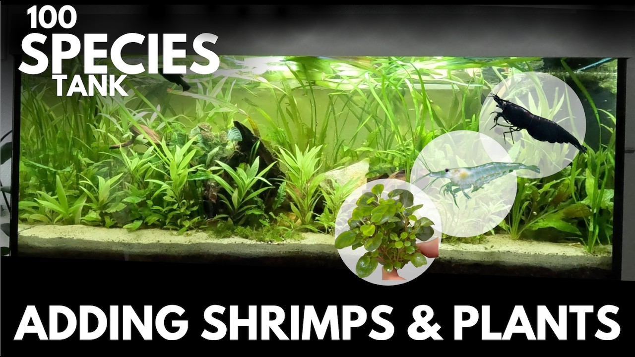 Adding SHRIMPS (Neocaridina and Amano Shrimp), Moss & Lobelia to 100 Species Tank (Ep. 6)