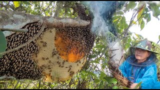 Spray video of the process of exploiting forest honey living with nature 2