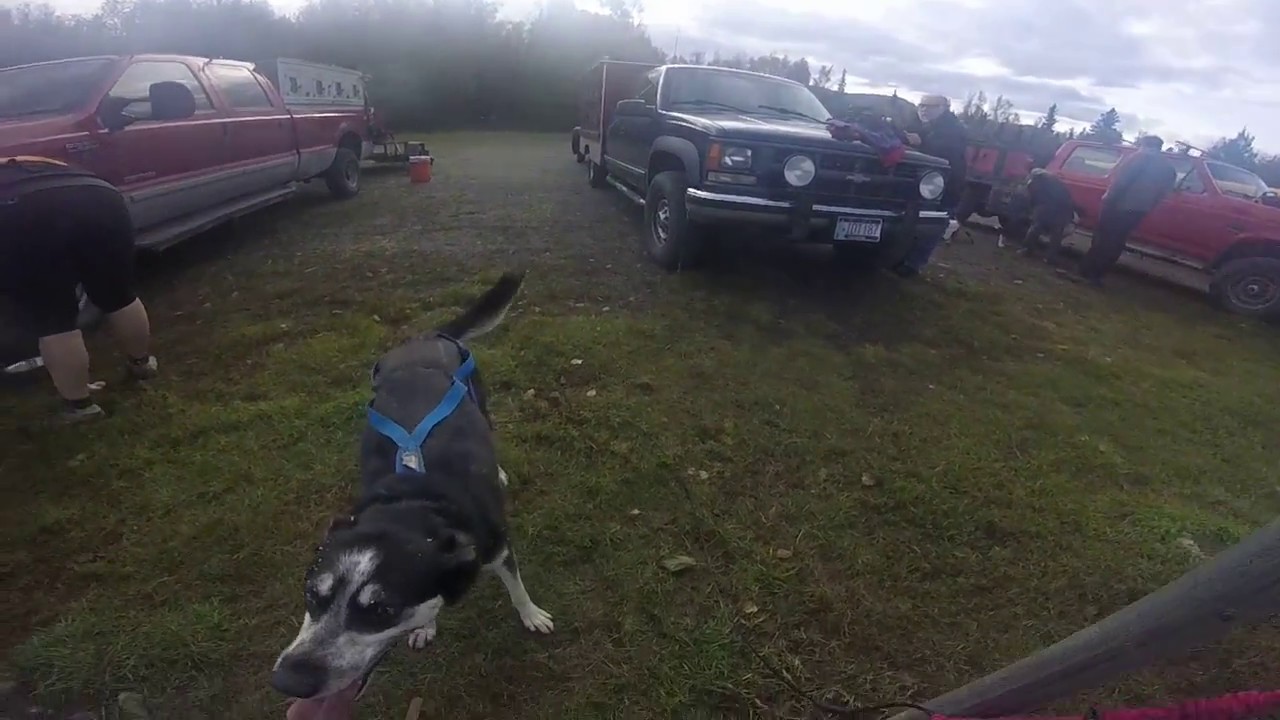 Bikejoring race in Alaska YouTube