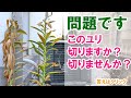 問題です！このユリ切る？切らない？どっち！？