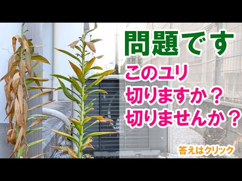 問題です！このユリ切る？切らない？どっち！？