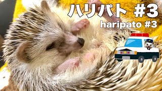 新しいアイテムを手に入れたハリネズミの優雅なひとときをご覧ください。　Please see the elegant moment of the hedgehog who got a new item.