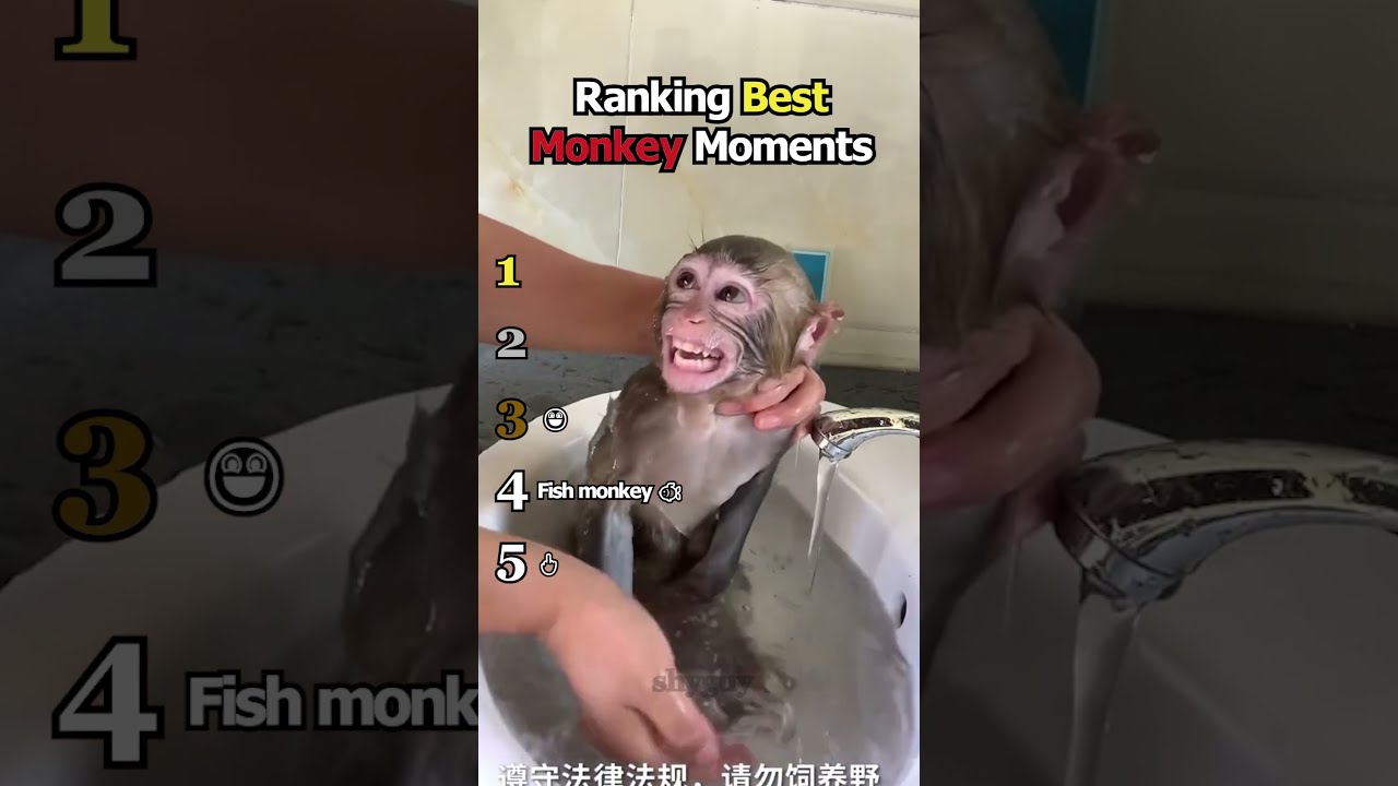 Ranking Best Monkey Moments 🐵🐒
