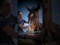 Réaction du cheval à CE moment ! 🤯💛 #animauxmignons #animauxdrôles #animaux