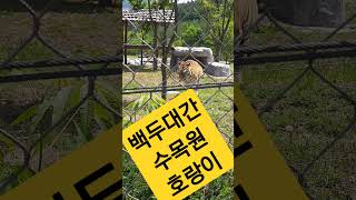 국립백두대간수목원 호랑이숲 영상